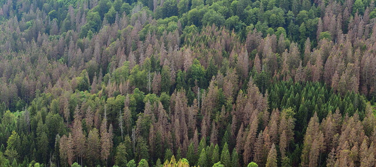 Forests affected by climate change: dying German fir stands