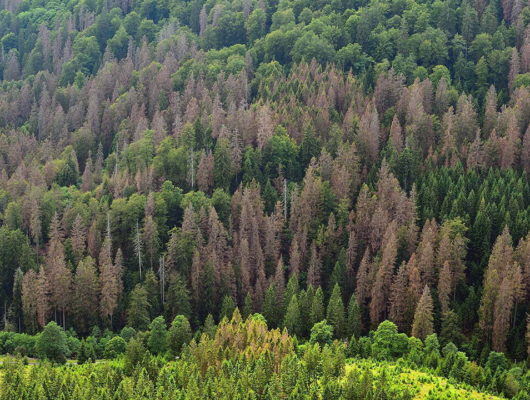 Adapting to Technology: The Evolution of Nature Management