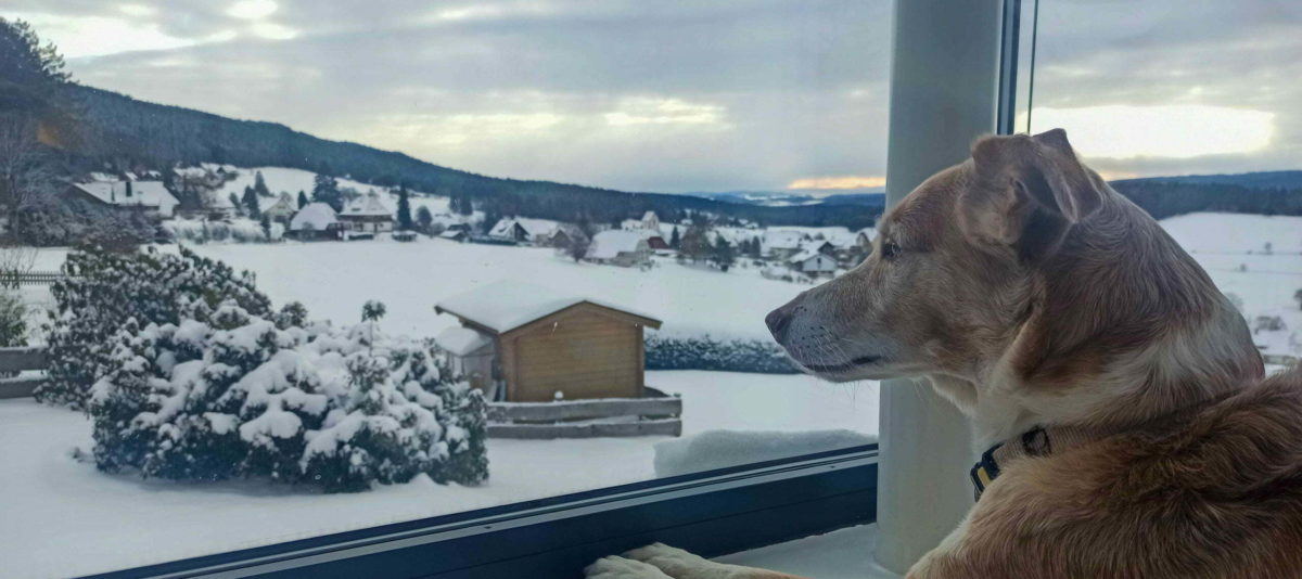 Dog looking out at snow