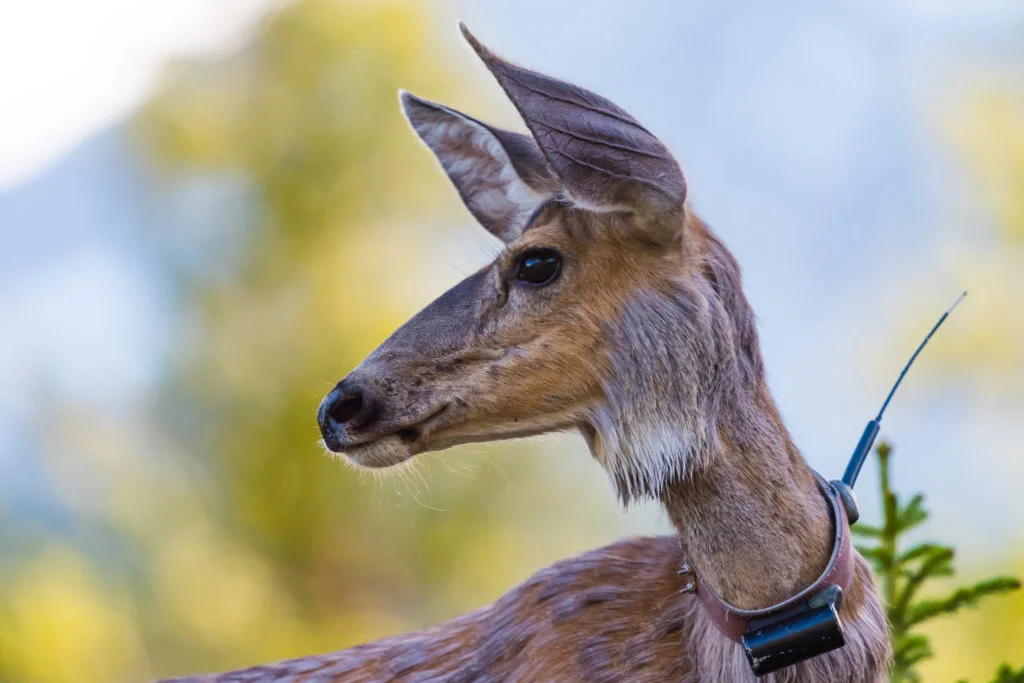 wild deer wearing a GPS tracking collar