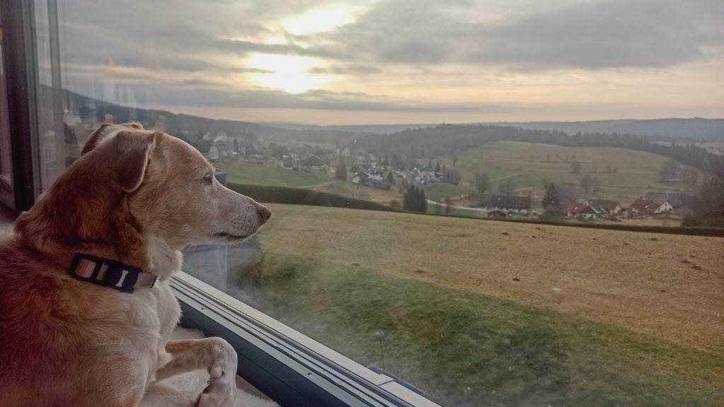 Mellie, a reddish brown dog, gazes out over the green fields of Saig