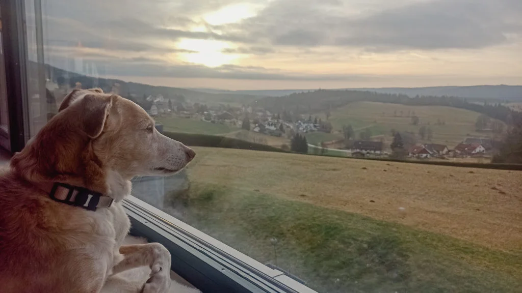 Mellie, a reddish brown dog, gazes out over the green fields of Saig
